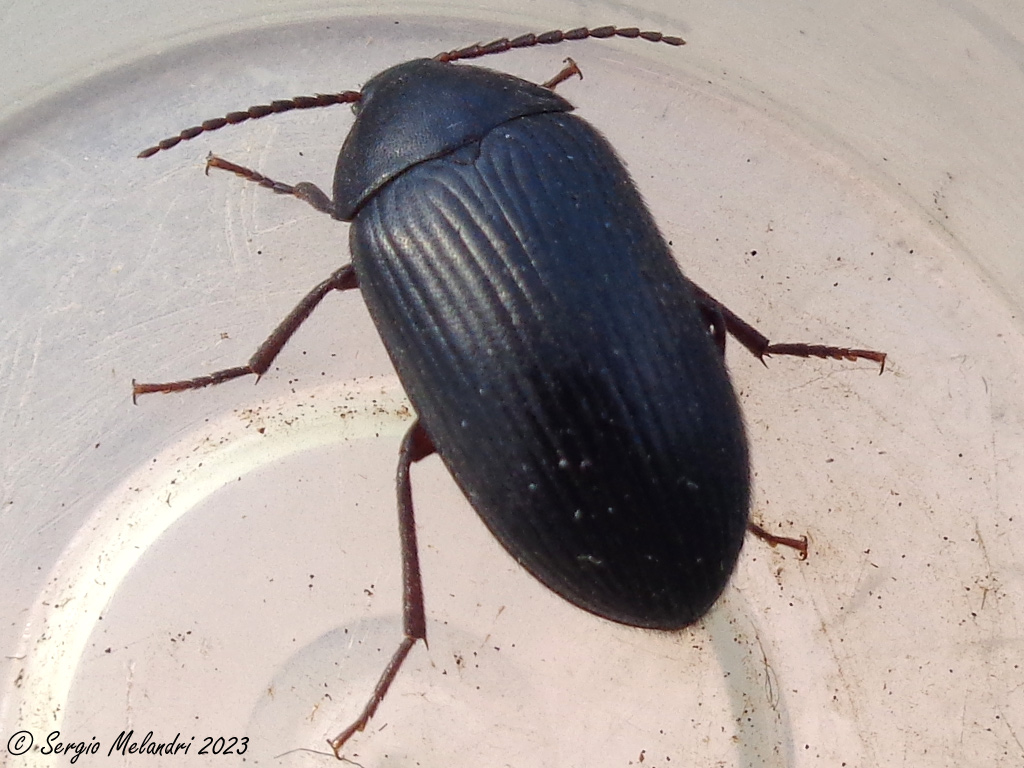 Tenebrionidae Alleculinae: Prionychus ater